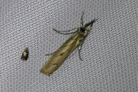 Agriphila geniculea