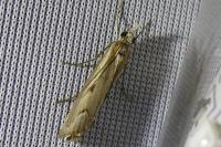 Agriphila geniculea
