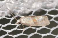 Cochylidia implicitana