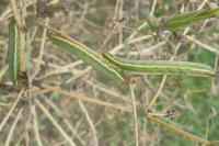 Hecatera dysodea