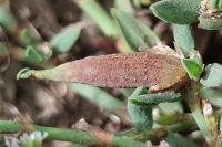 Augasma aeratella