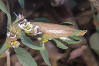 Augasma aeratella