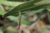 Coleophora saponariella