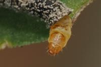 Coleophora saponariella