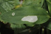 Coleophora saponariella