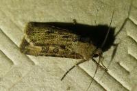Agrotis segetum