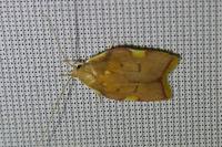 Carcina quercana
