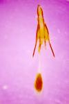 Phycitodes inquinatella