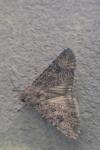 Anarta trifolii