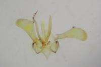 Parornix torquillella