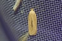 Agonopterix pallorella