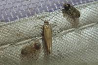 Scythris terrenella
