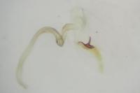 Blastobasis phycidella