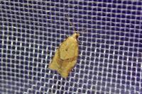 Clepsis consimilana