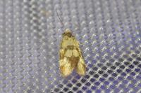 Aethes tesserana