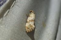 Cochylis molliculana