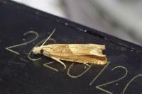 Eucosma conterminana