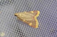 Hypsopygia costalis