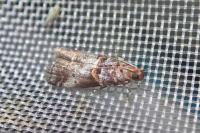Acrobasis advenella