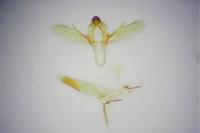 Ephestia woodiella