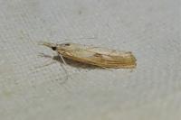 Agriphila inquinatella