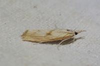 Agriphila inquinatella