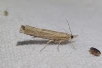 Pediasia contaminella