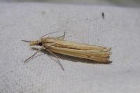Ancylolomia tentaculella