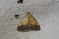 Evergestis limbata