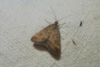 Pyrausta despicata