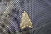 Loxostege sticticalis