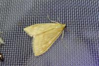 Sitochroa verticalis