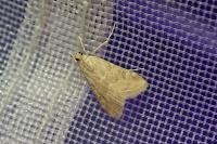Hellula undalis