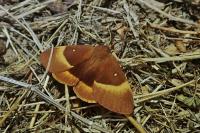 Lasiocampa quercus