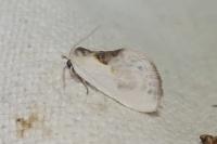 Cilix glaucata