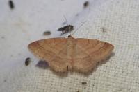 Scopula rubiginata