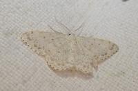 Scopula marginepunctata