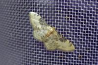 Idaea filicata
