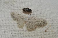 Idaea seriata