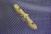 Eupithecia centaureata