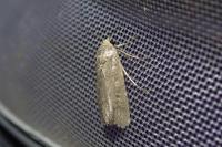 Spodoptera exigua