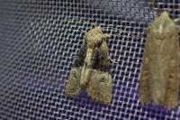 Mesoligia furuncula