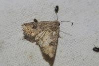 Anarta trifolii