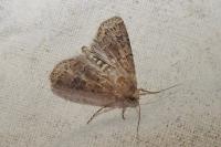 Agrotis bigramma