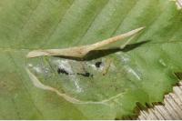 Phyllonorycter esperella