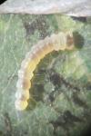 Phyllonorycter esperella