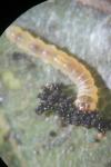 Phyllonorycter esperella