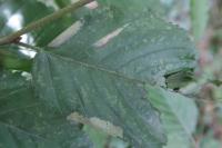 Parornix carpinella