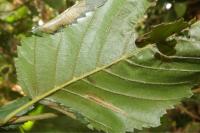 Parornix carpinella