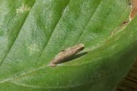 Coleophora serratella